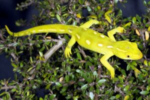 naultinus elegans1